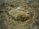 Cornuproetus spec. #2