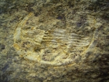 Cornuproetus spec. #2