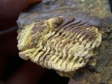 Phacops