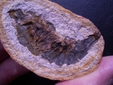 Krebs Ambilobeia  aus Madagascar #1