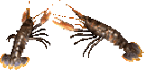 Krebs Ambilobeia aus Madagascar #3