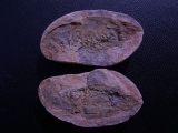 Krebs Ambilobeia aus Madagascar #3