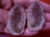 Krebs Ambilobeia aus Madagascar #4