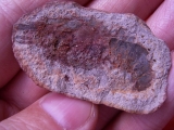 Krebs Ambilobeia aus Madagascar #4