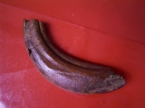 Diprotodon Optatum incisor