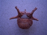 Wirbel vom Riesenkängaroo Macropus