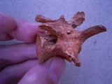 Wirbel vom Riesenkängaroo Macropus