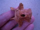 Wirbel vom Riesenkängaroo Macropus