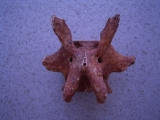 Wirbel vom Riesenkängaroo Macropus