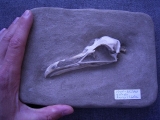 Vogel-Schädel
