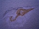 Vogel Schädel aus Wyoming