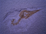 Vogel Schädel aus Wyoming