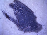 Fledermaus aus Messel