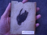 Fledermaus aus Messel