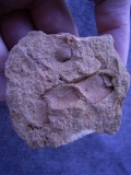 Krebs-Schere Protocallinassa antiqua