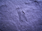 Krebs Schere aus dem Devon