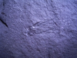 Krebs Schere aus dem Devon