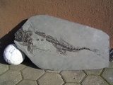 Ichthyosaurus aus Holzmaden