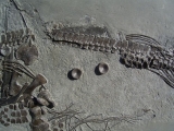 Ichthyosaurus aus Holzmaden