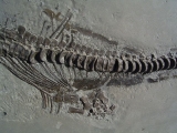 Ichthyosaurus aus Holzmaden