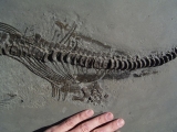 Ichthyosaurus aus Holzmaden