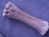 Bison Metacarpale