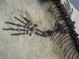 A2 Komplettes Skelett eines Reptils aus dem Perm