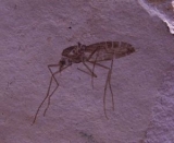 Mosquito Pos/Neg