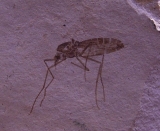 Mosquito Pos/Neg