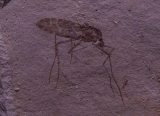 Mosquito Pos/Neg