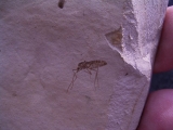 Mosquito Pos/Neg