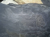 Quastenflosser (Coelacanth) aus der Trias!