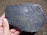 Quastenflosser (Coelacanth) aus der Trias!