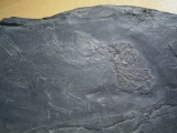 Quastenflosser (Coelacanth) aus der Trias!