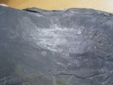 Quastenflosser (Coelacanth) aus der Trias!
