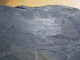 Quastenflosser (Coelacanth) aus der Trias!