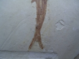 1 Schnabelfisch aus Zandt!