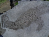Größerer Fisch Pachycormus, Holzmaden