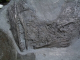 Größerer Fisch Pachycormus, Holzmaden