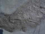 Größerer Fisch Pachycormus, Holzmaden