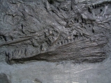 Größerer Fisch Pachycormus, Holzmaden