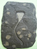 Seelilie aus Holzmaden