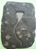 Seelilie aus Holzmaden