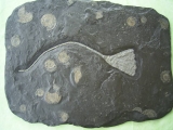 Seelilie aus Holzmaden