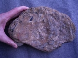 Hai Schädel Hybodus basanus aus England