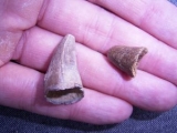 Alligator teeth