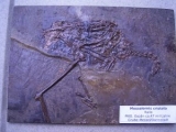 Ralle aus Messel