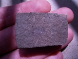 Stinkwanze aus dem Limfjord von Dänemark