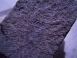 Stinkwanze aus dem Limfjord von Dänemark