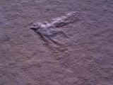 Holzwespe aus Solnhofen